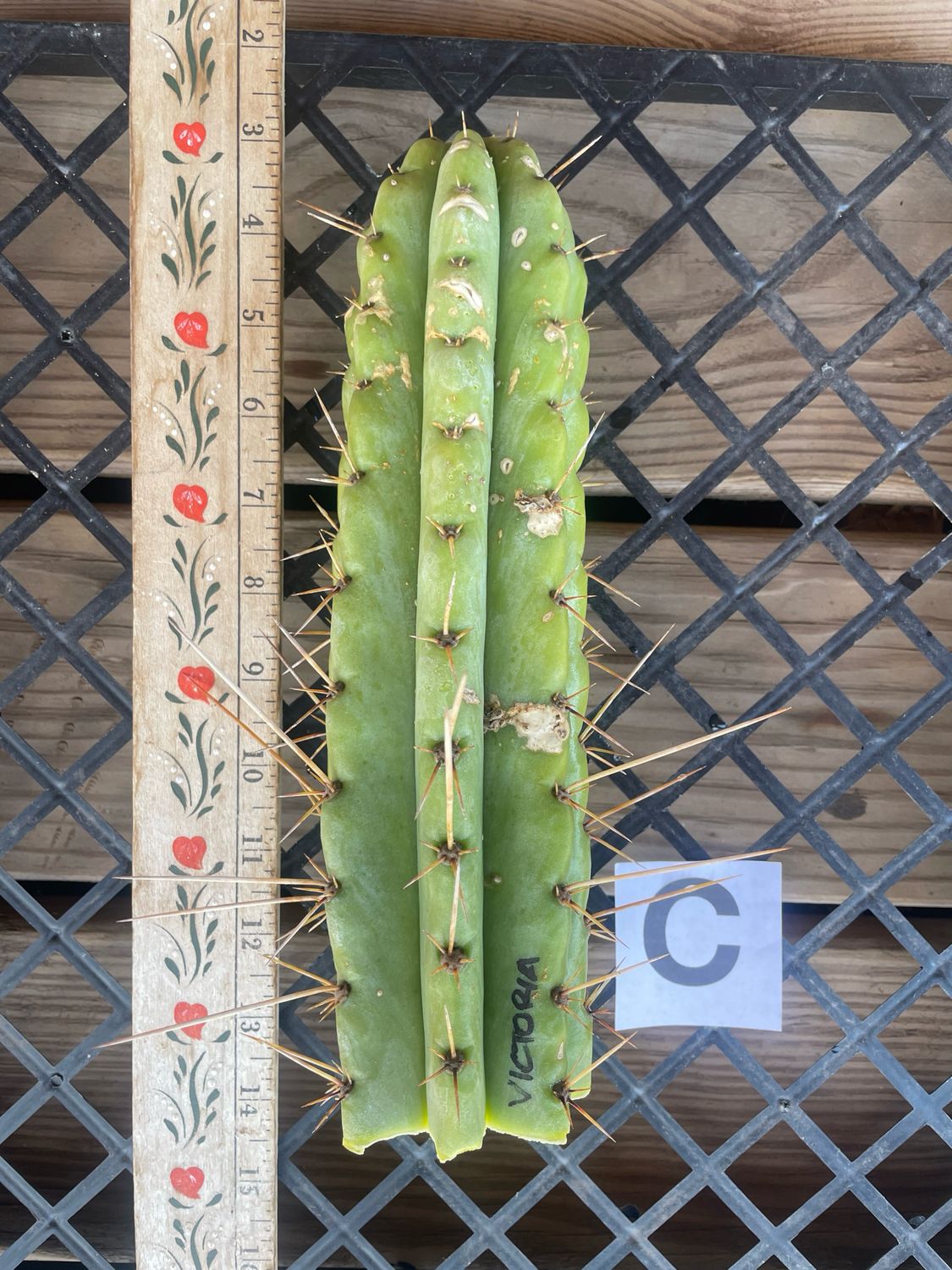 Pervianus Victoria