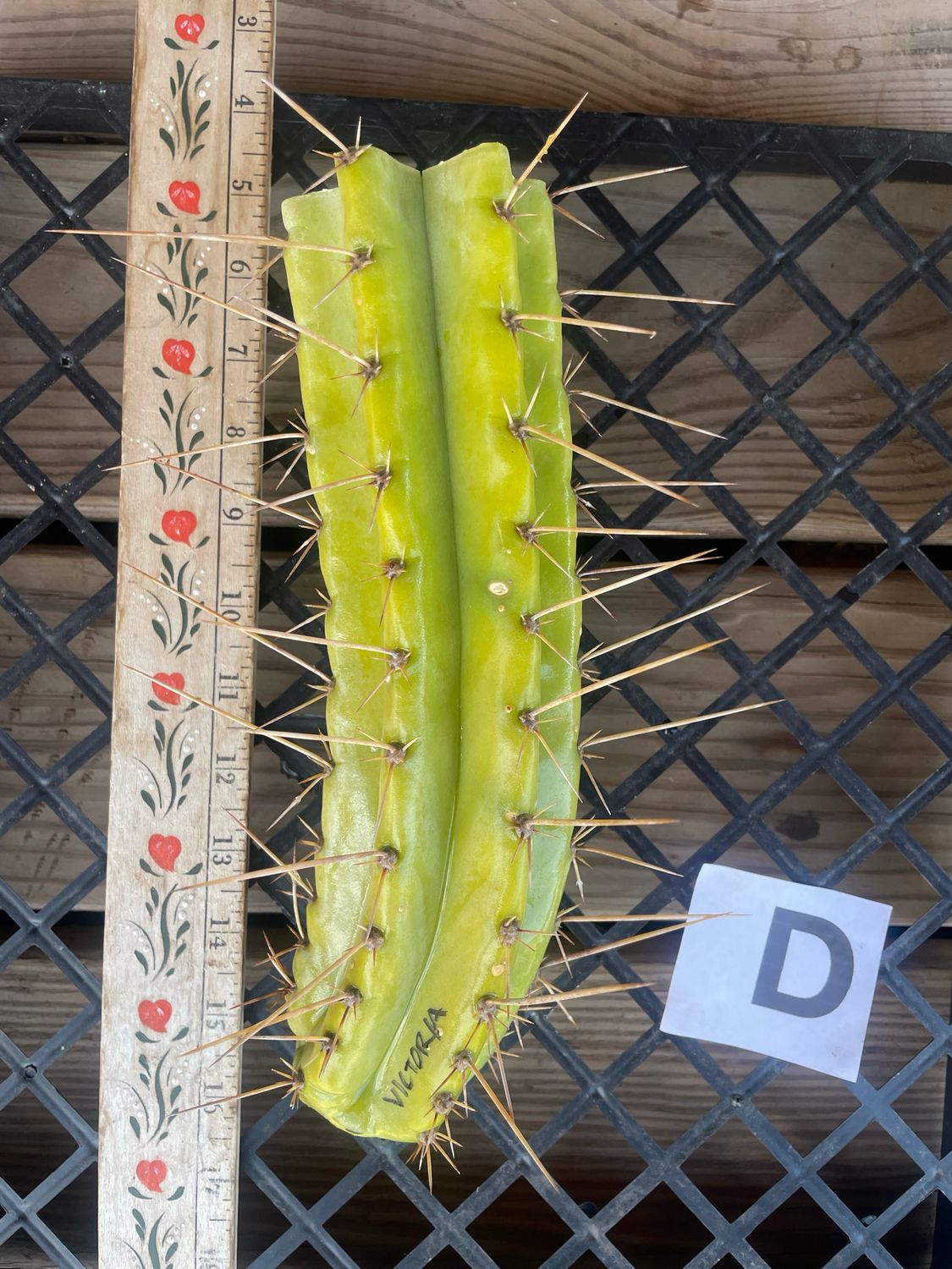 Pervianus Victoria