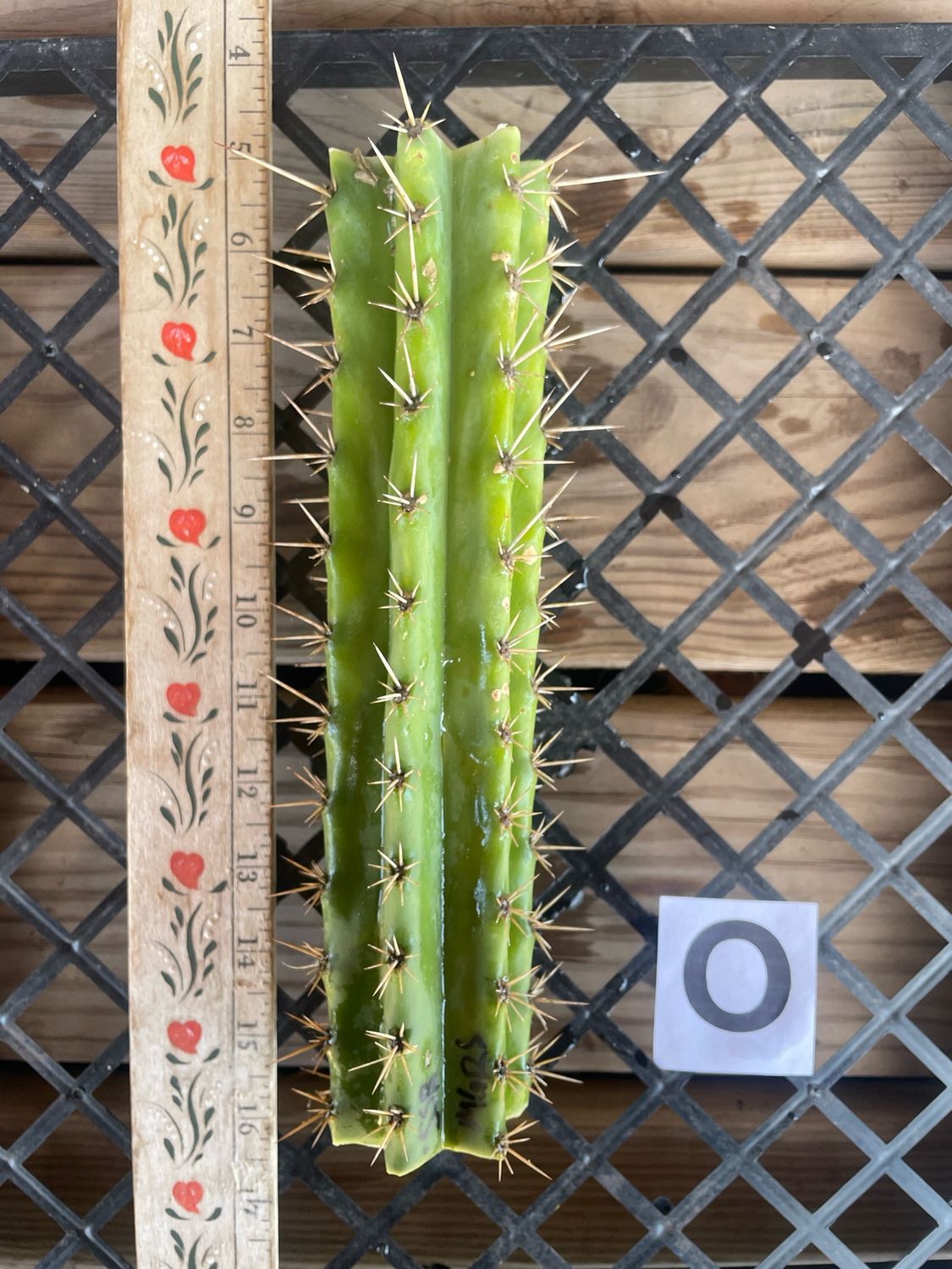 Short Spine Bridgesii x MG Red Spine