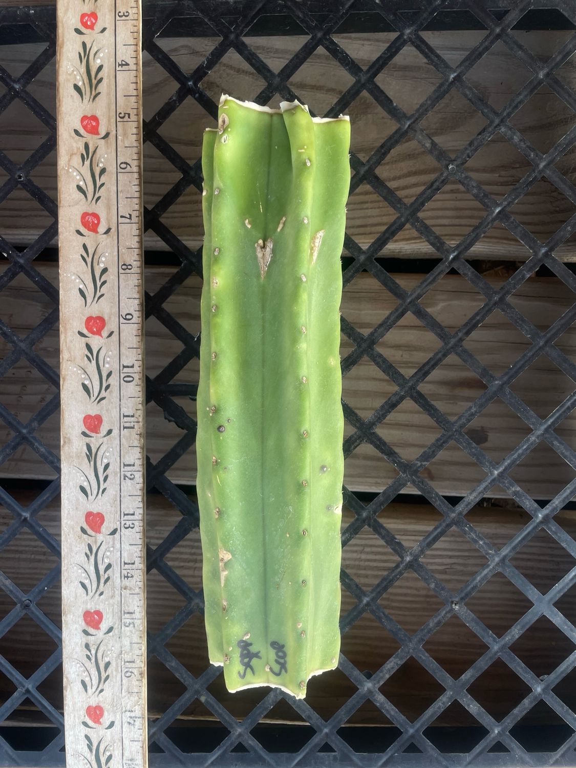 Scopulicola