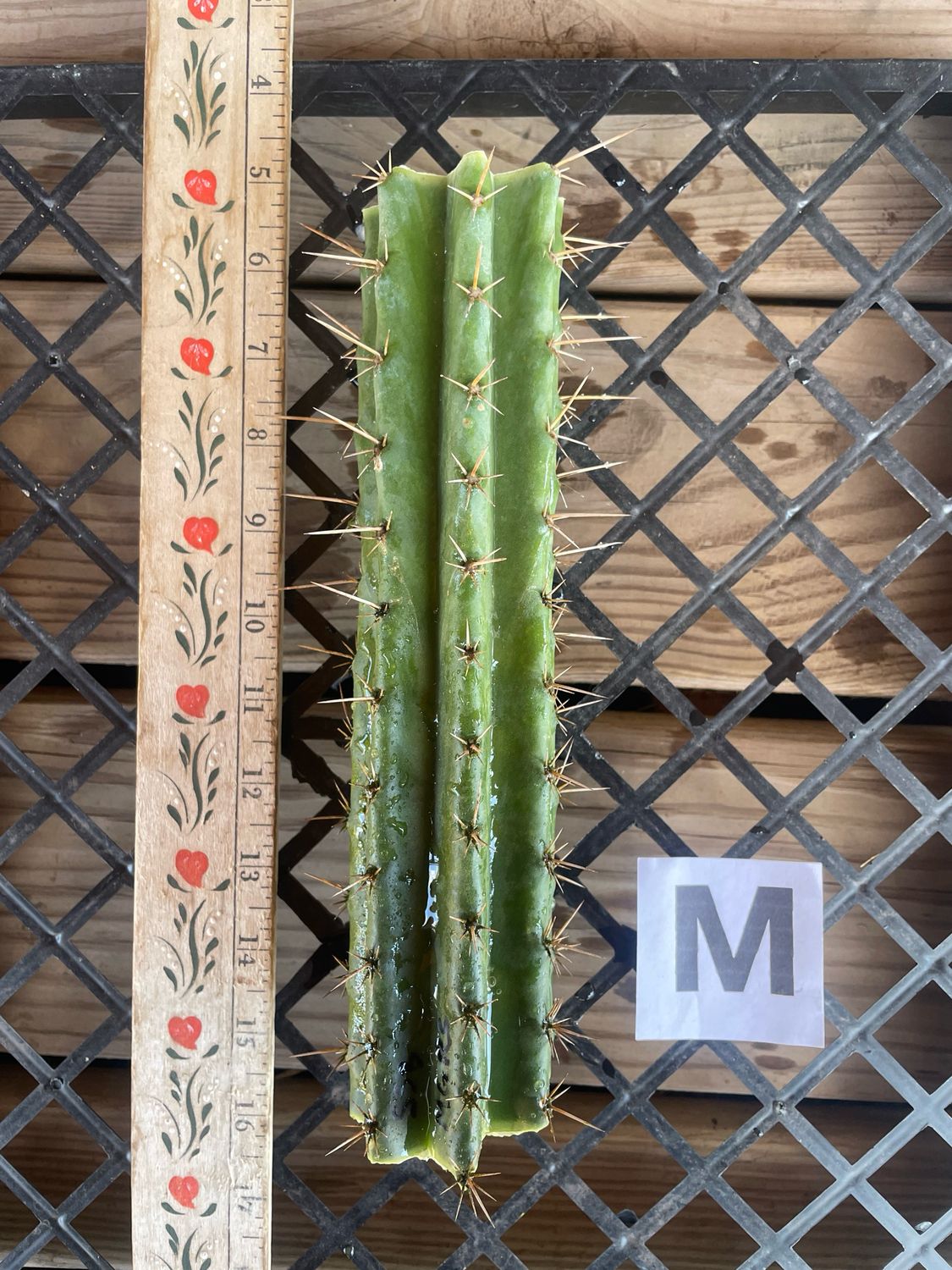 Short Spine Bridgesii x MG Red Spine