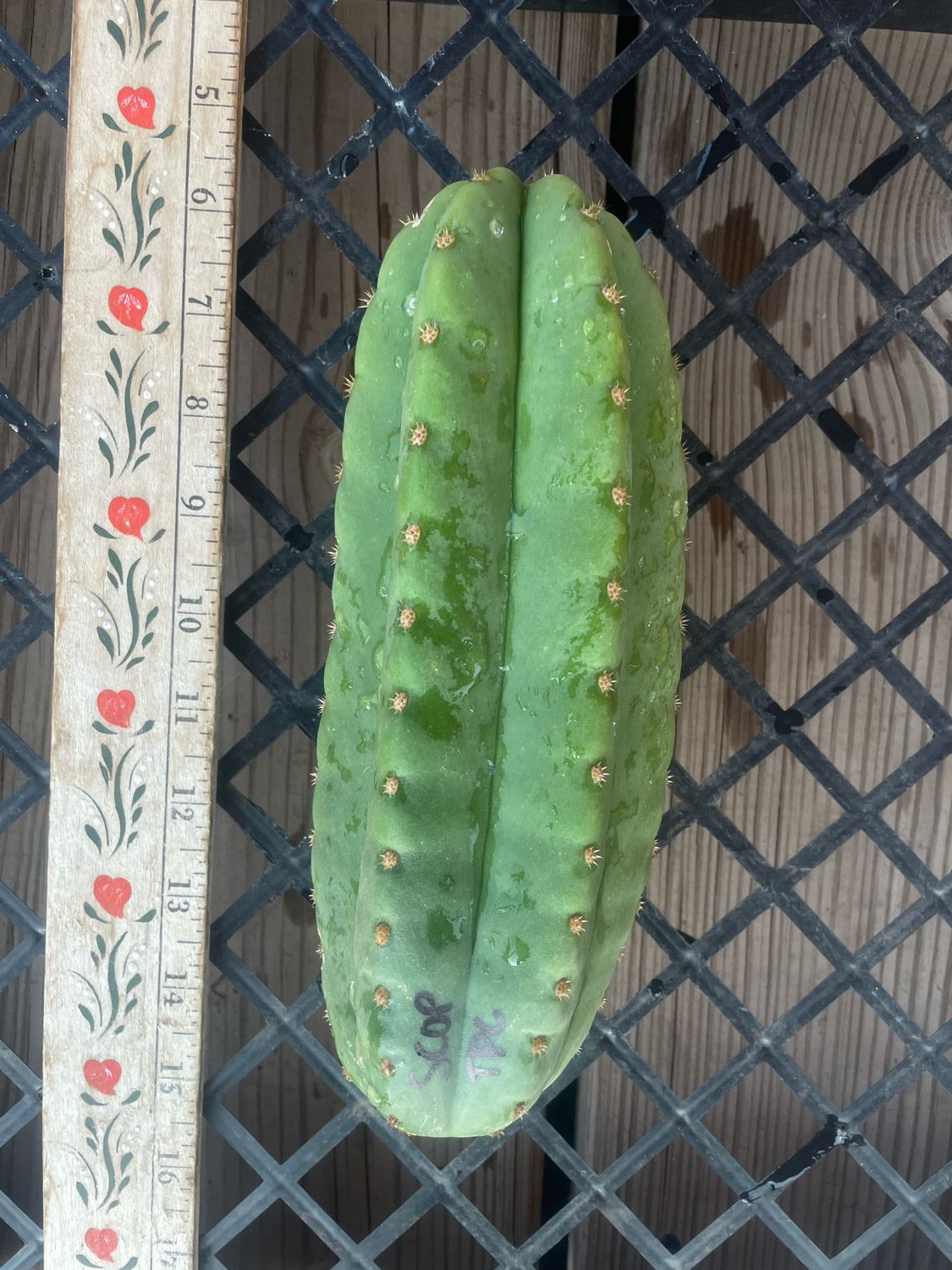 Scopulicola x TPC
