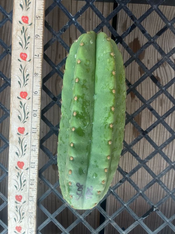 Scopulicola x TPC
