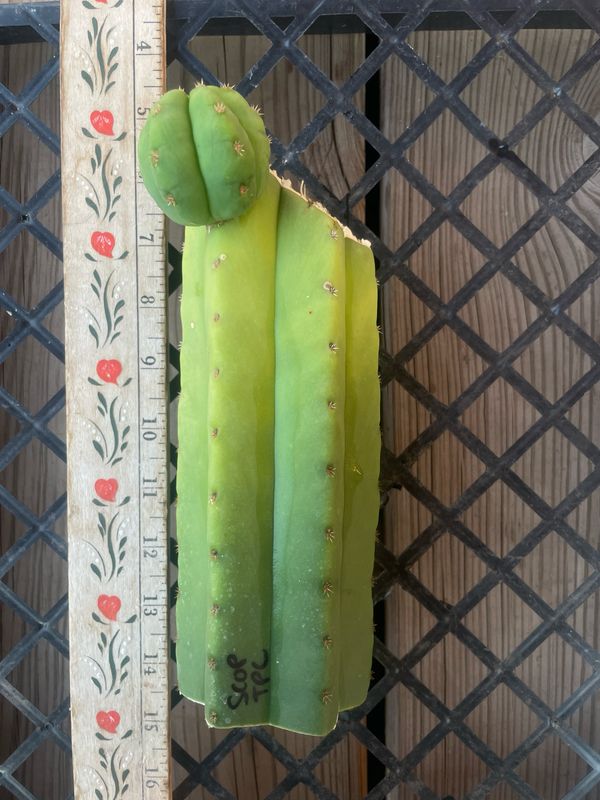 Scopulicola x TPC