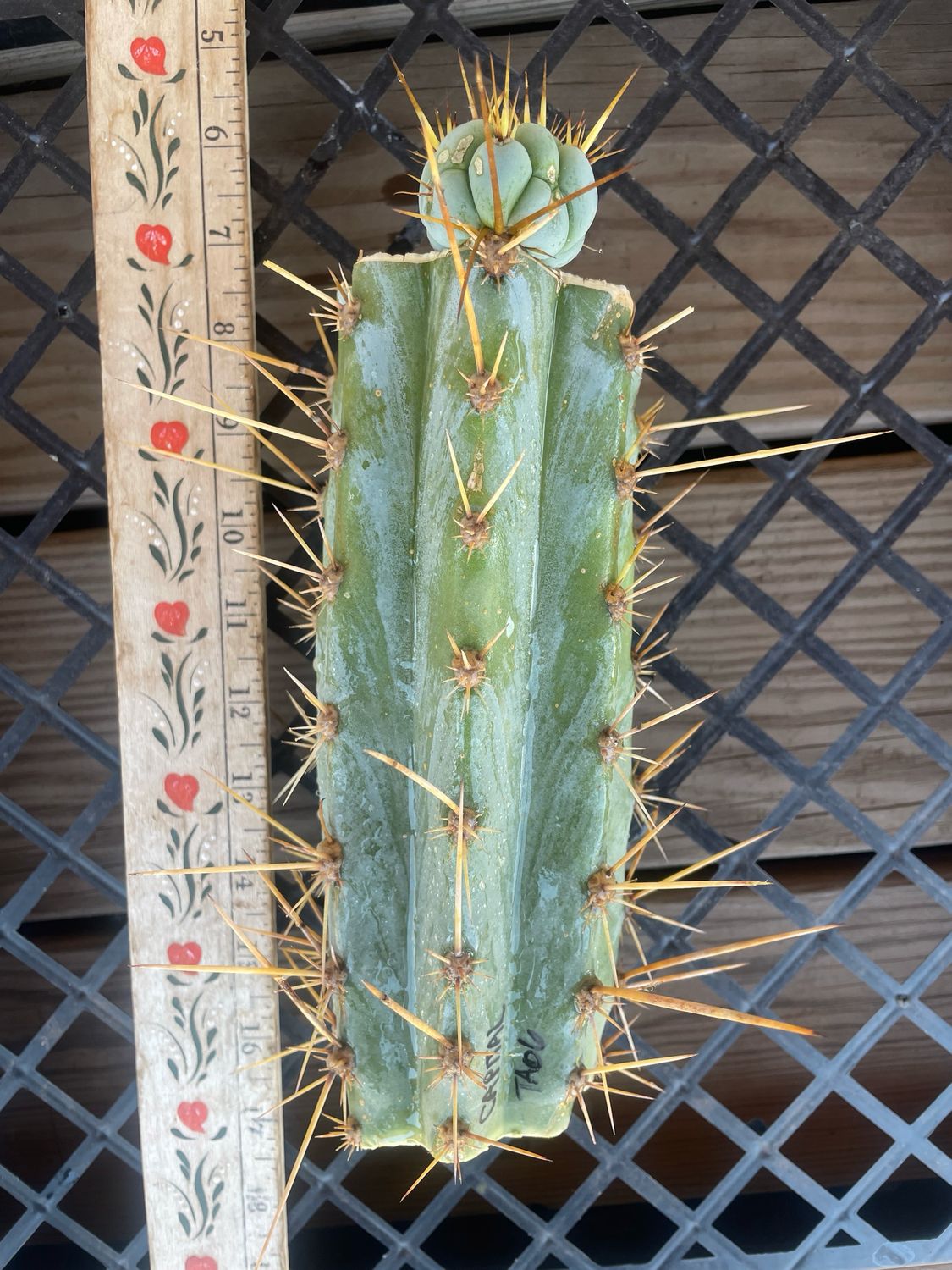 Capital Cactus x TA06