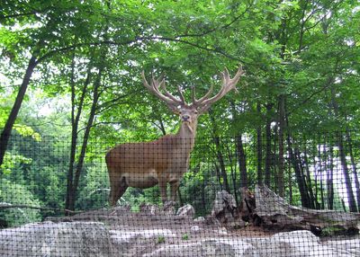 Deer Fence Kits and Gates