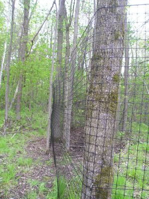 Deer Fence 7.5 Foot High 100ft Heavy Duty For A Treed Lot
