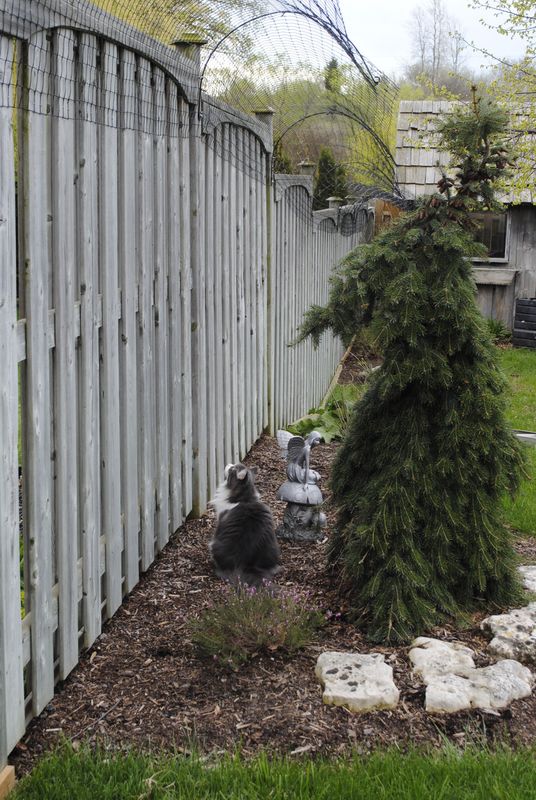 Cat Fence Kit To Convert 100 ft