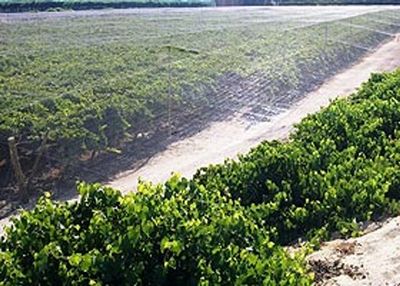 Tenax   S31 Bird Net