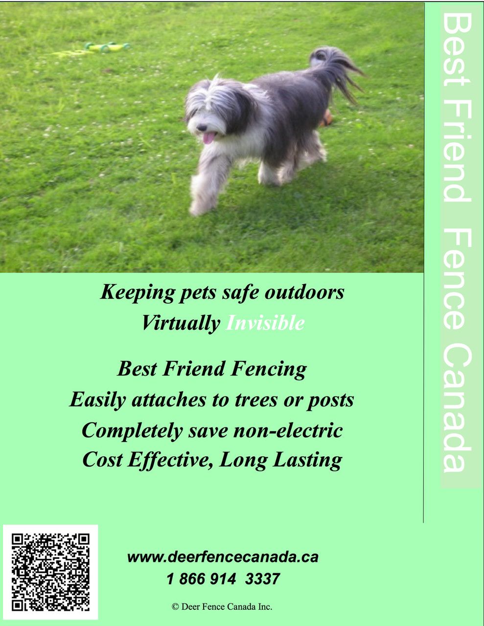 Best Friend Brochure