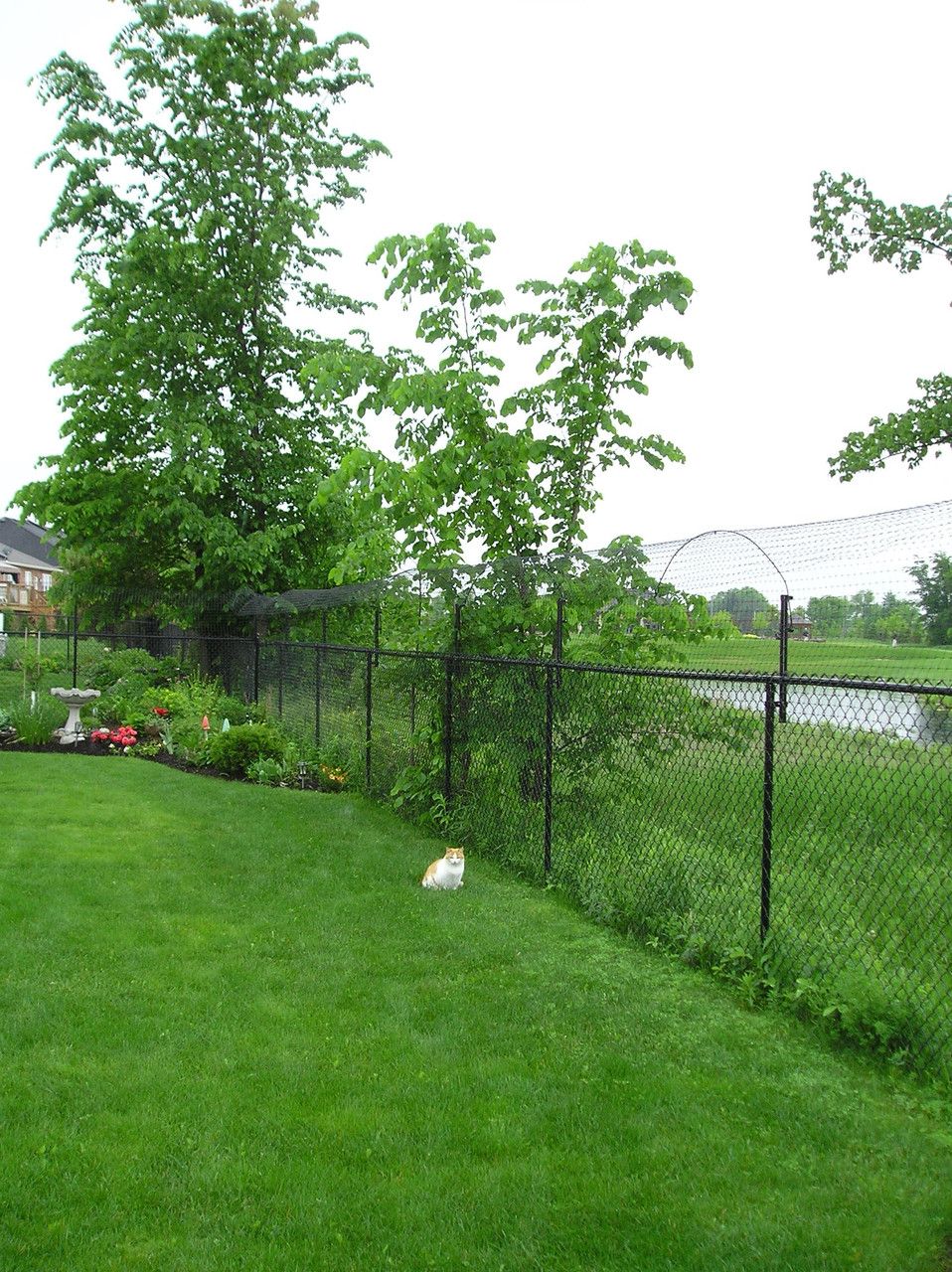 Cat Fence Chain link conversion