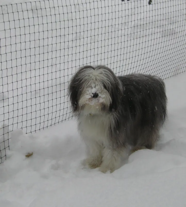 Best Friend Brochure