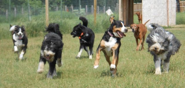 Dog fence Installation instructions