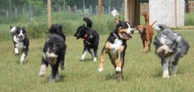 Dog fence Installation instructions