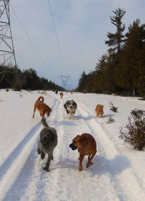 Dog Fence Kits and Gates