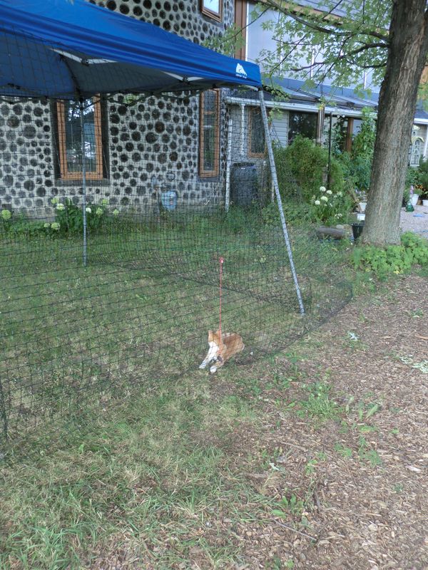 Installation of cat hoop on wooden fence