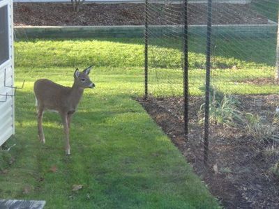 Deer Exclusion