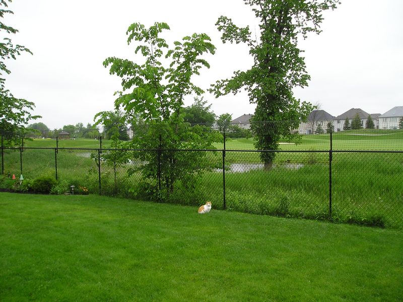 Cat Fence Hoop With Extension for chainlink fence