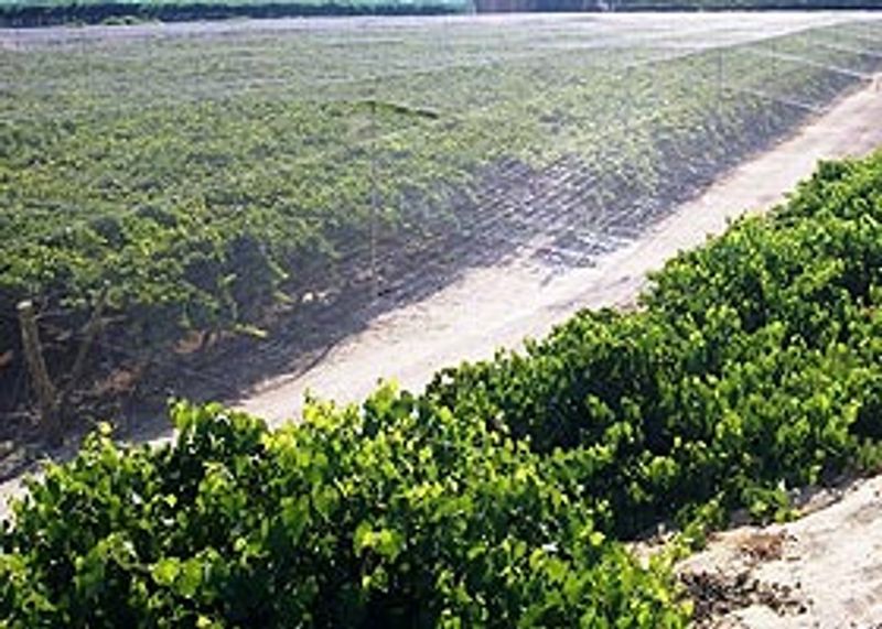 Tenax   S31 Bird Net