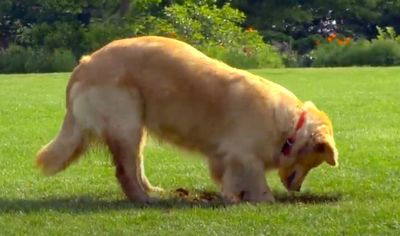 Dog Digging Lawn