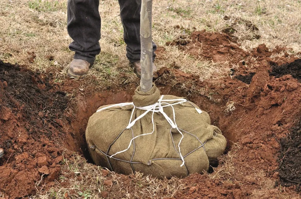 Tree Anchoring