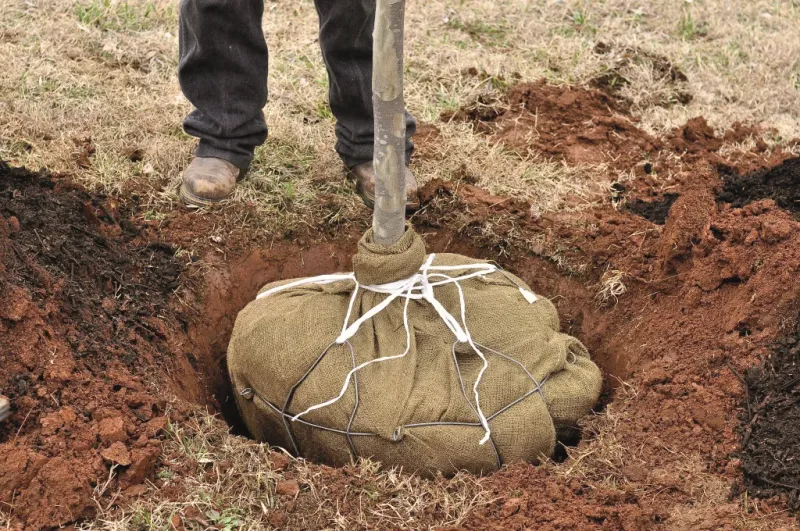 Tree Anchoring