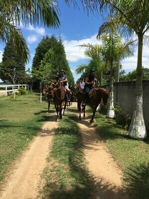 Cavalos