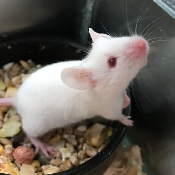 Souris Blanche Souris Blanche