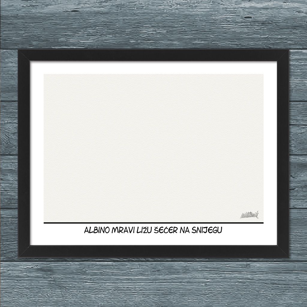 Albino mravi