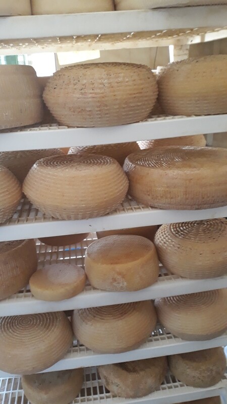 KG 1 sottovuoto  Pecorino a latte crudo "IL CUORE DEL PASTORE" fresco  30 GG