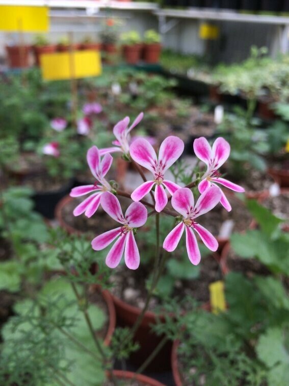 Pelargonium anethifolium × fruticosum