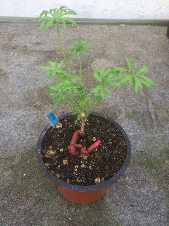 Pelargonium aridum