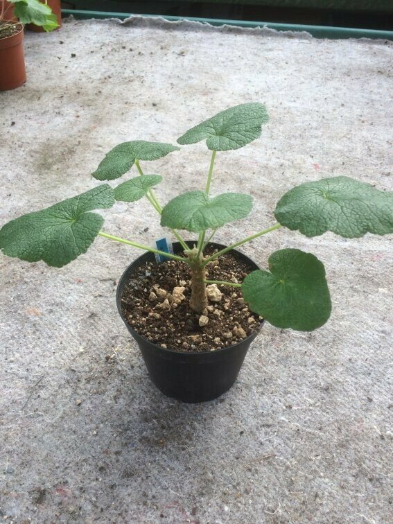 Pelargonium cotyledonis