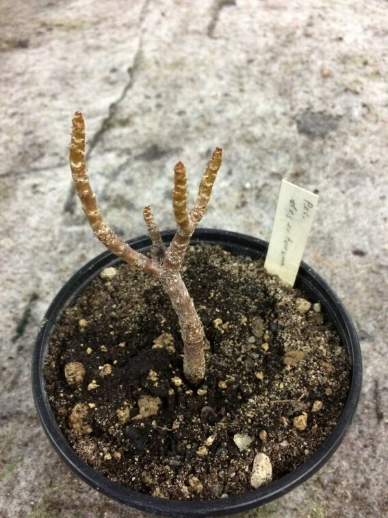 Pelargonium desertorum