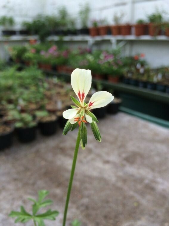 Pelargonium exhibens