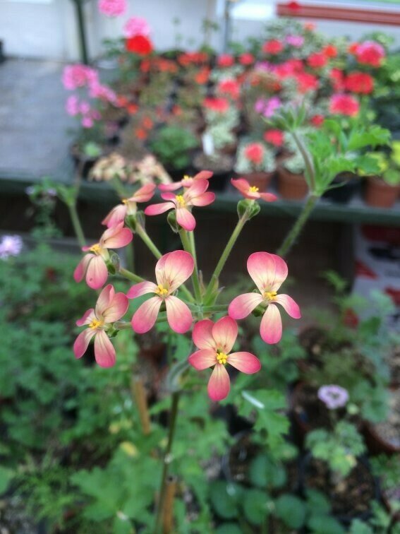 Pelargonium Gibbosina Bicolour