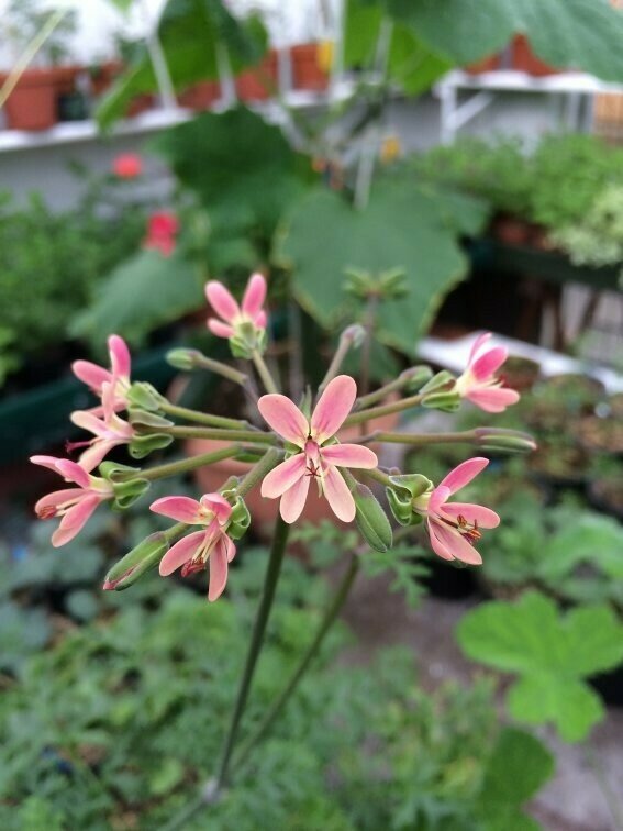 Pelargonium gibbosum X anethifolium