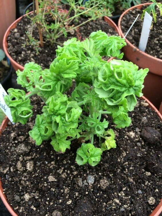 Pelargonium graveolens Muschel Bontrosai