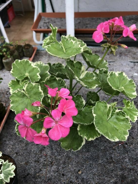 Pelargonium hortorum Petals