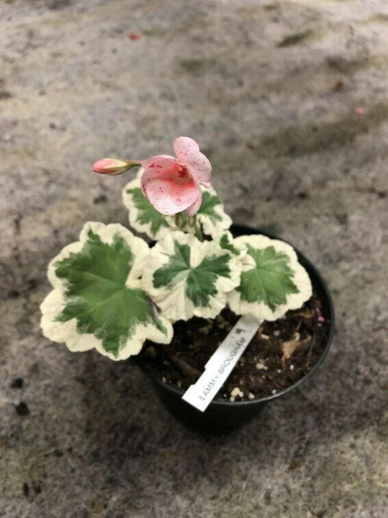 Pelargonium hortorum Sammy Brougham