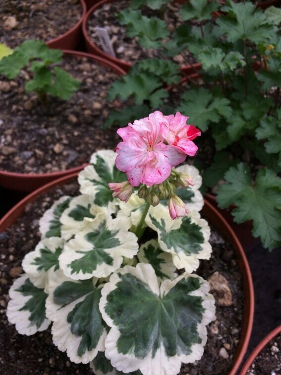 Pelargonium hortorum Vectis Embers