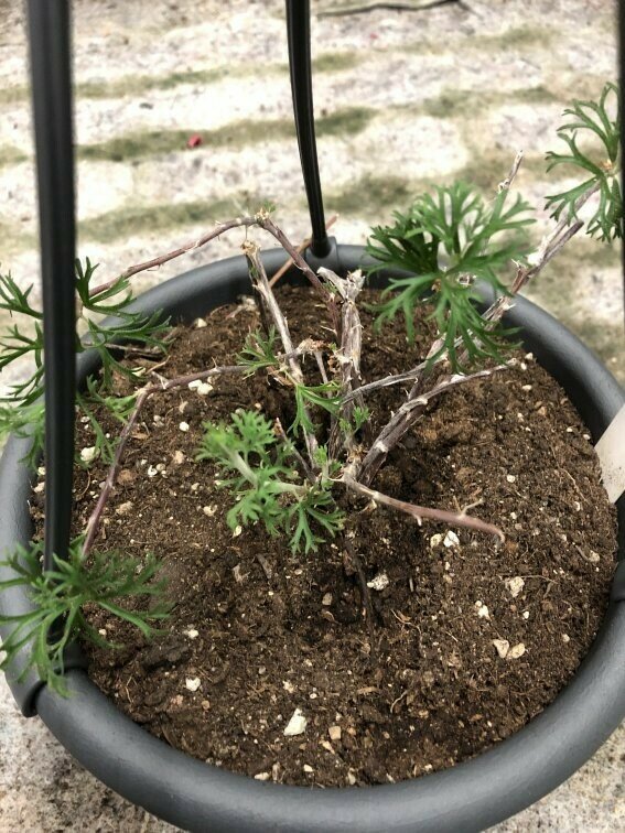 Pelargonium karooicum Var.1