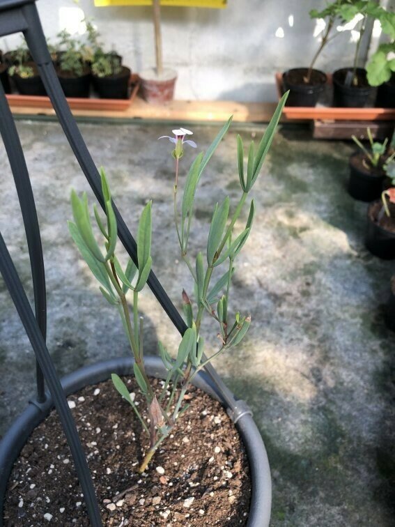 Pelargonium laevigatum diversifolium