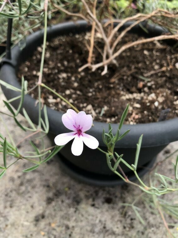 Pelargonium laevigatum 'Fragile'