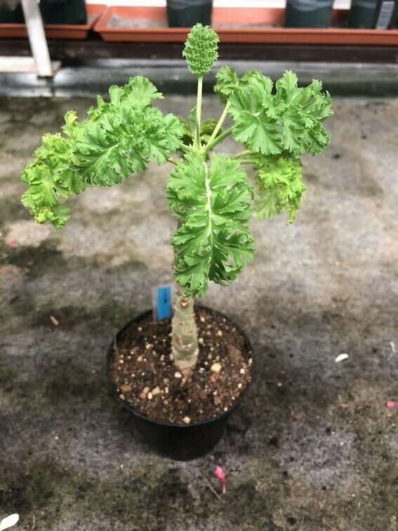 Pelargonium laxum Var.4