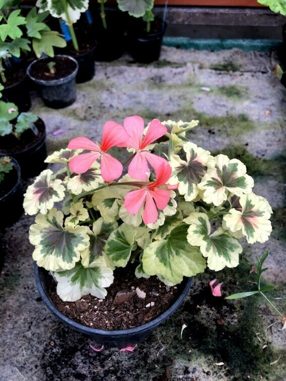 Pelargonium miniatur Annsbrook Mulberry Blotch