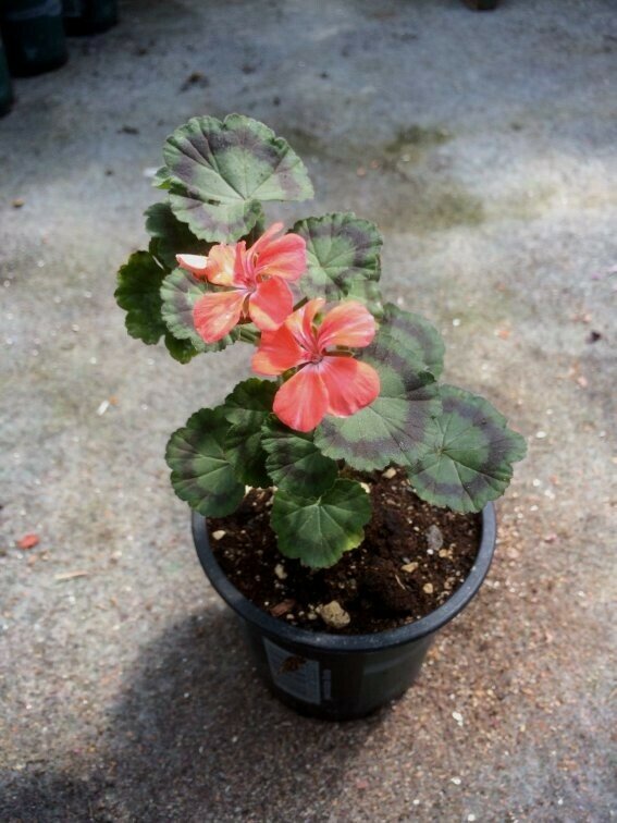 Pelargonium miniatur Salmon Black Vesuvius