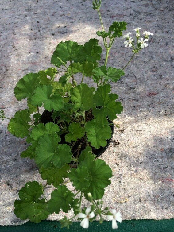 Pelargonium odoratissimum