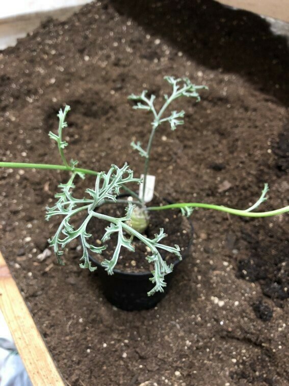 Pelargonium parviflorum Gamoep