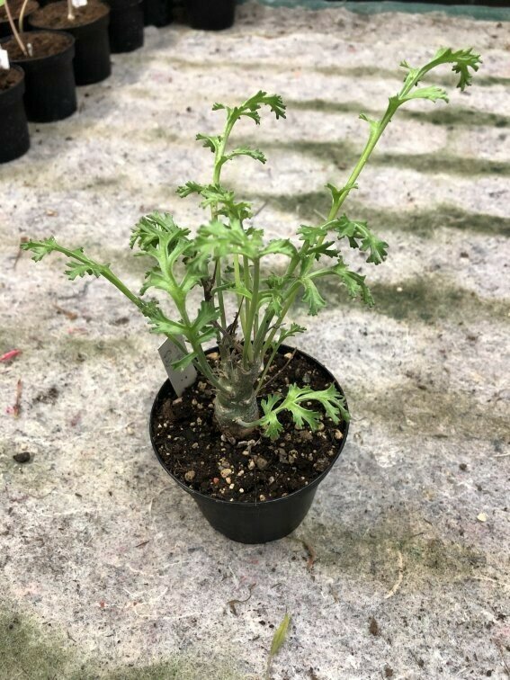 Pelargonium parviflorum Swart se Dam